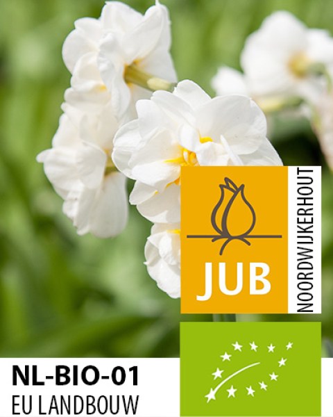 BIO Narcis Bridal Crown